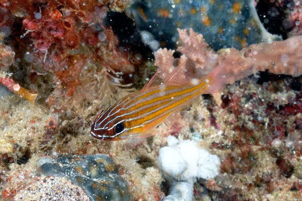 istock A beautiful picture of yellow striped cardinal fish 1313361111