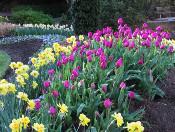 istock Pretty Pink Yellow Tulip flowers Blooming In Spring 1313362319