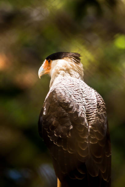 A bird of prey sits behind a lattice