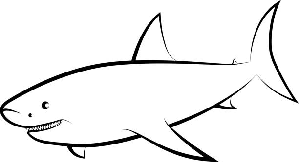 shark isolated shark - clip art illustration and line art great white shark stock illustrations