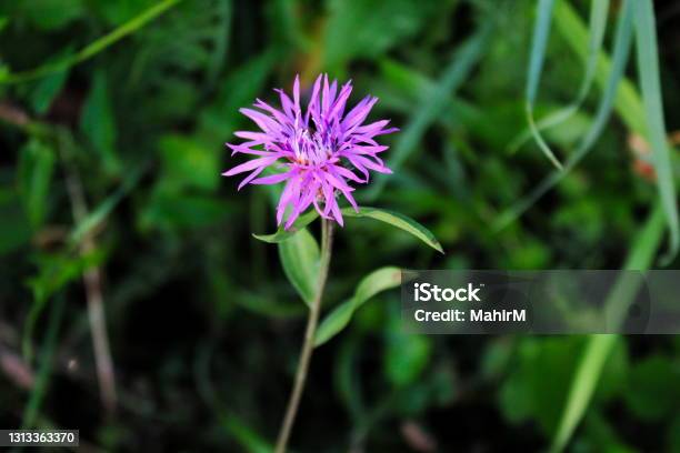 Flower Of Centaurea Nigra Lesser Knapweed Common Knapweed Black Knapweed Hardheads Stock Photo - Download Image Now