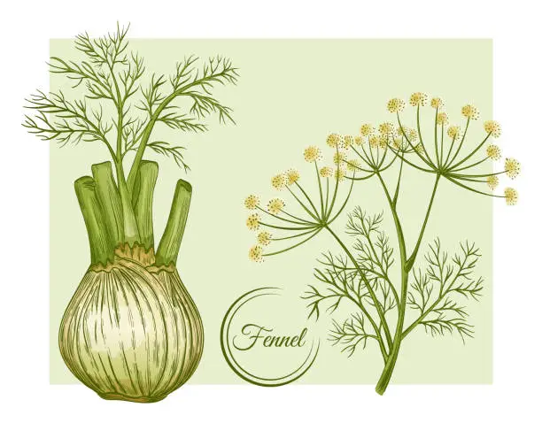 Vector illustration of Fresh fennel bulb and stem. Spice herb root.  Flowering botanical plant. Stalk with seeds and leaves. Foeniculum vulgare. Herbal condiment. Organic healthy food. Vegetable ingredient. Vector