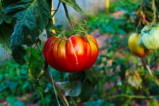 Big tomatoes on a branch in a greenhouse. Huge tomato in a greenhouse with cracks from abiotic factors.