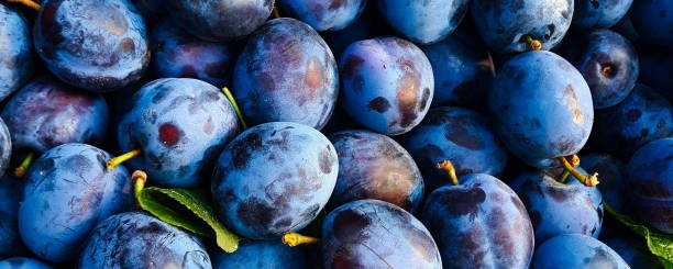 istock lots of beautiful blue plums, banner for background 1313363499