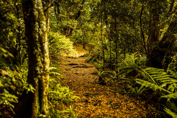 Mount Urchin is a one day hiking trail to the summit of Mount Urchin. From Mount Urchin it is possible to look out over Tongariro National Park.