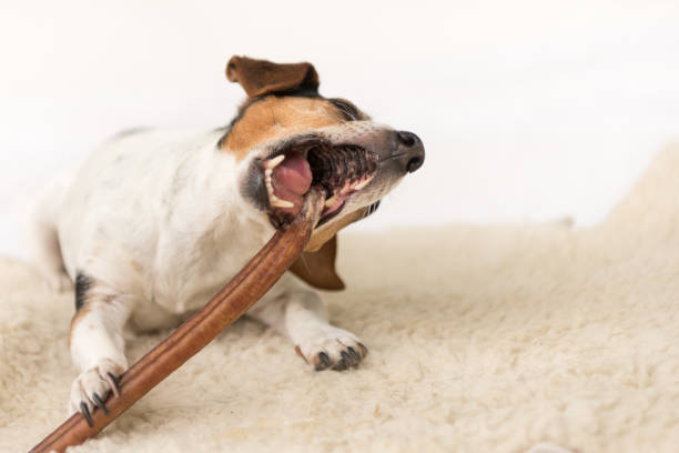 jack russell terrier 10 lat - cute little dog je i żuć z przyjemnością. piesek izolowany na białym tle - grooming dog pets brushing zdjęcia i obrazy z banku zdjęć