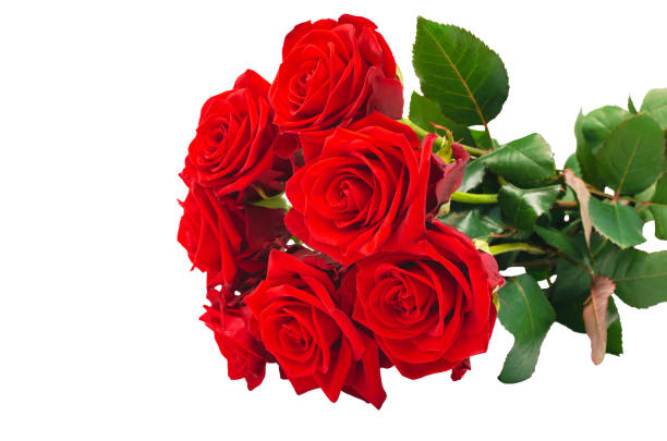 istock flowers of red roses 1313367169