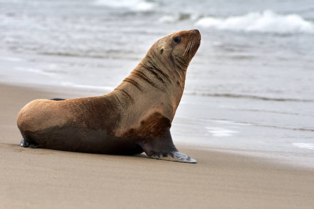 One young sea lion on sandy beach cloudy weather, Sakhalin island