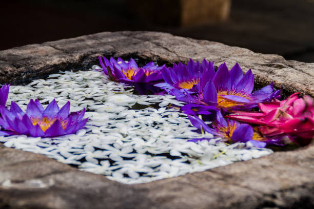 lótus flores em um pequeno tanque no terreno do templo da relíquia do dente sagrado em kandy, sri lank - lank - fotografias e filmes do acervo