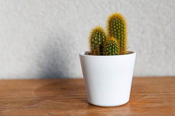 beautiful mammillaria spinosissima cactus in the pot on a wooden table and with a gray background - mammillaria cactus imagens e fotografias de stock