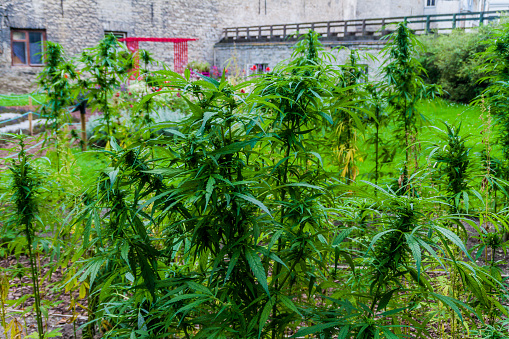 Cannabis plants at Tornide valjak Tower square in Tallinn, Estonia