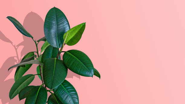 Ficus houseplant on pink background, copy space Ficus houseplant on pink background, copy space indian rubber houseplant stock pictures, royalty-free photos & images