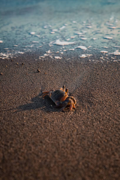 istock a little crab on the beach 1313375253