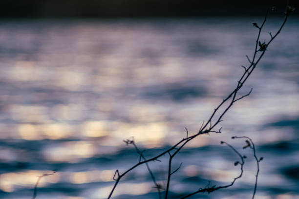 Some skeletal trees silhouettes on a lake with sun low on the horizon