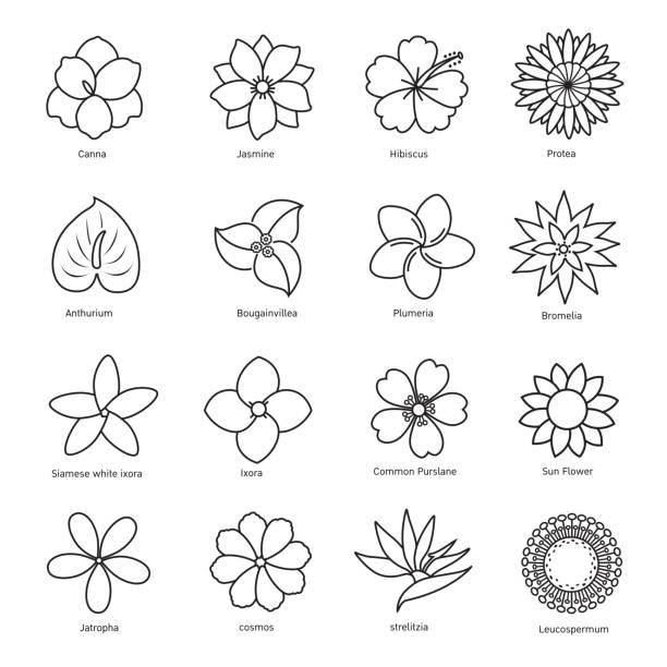 ilustraciones, imágenes clip art, dibujos animados e iconos de stock de icono de la flor - plumeria