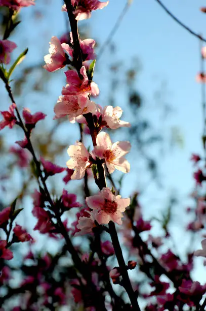 A brach of a Flowering peach tree with blue sky above.