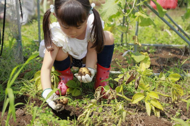 japanese girl digging potato (5 years old) - young potatoes imagens e fotografias de stock