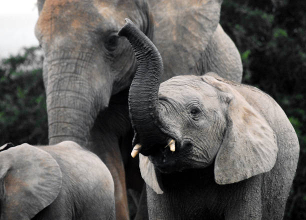 afrique- fermez-vous vers le haut d’un veau sauvage d’éléphant exécutant et claironnant - trumpeting photos et images de collection