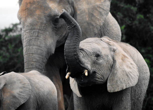 アフリカ - 野生の象の子牛のランニングとトランペットのクローズアップ - animal close up elephant animal eye ストックフォトと画像