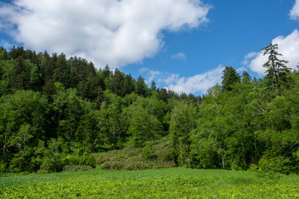 istock Green mountain forest in early summer 1313381267