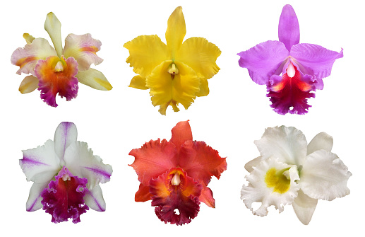 Set of beautiful colorful Cattleya orchids flowers on white background.
