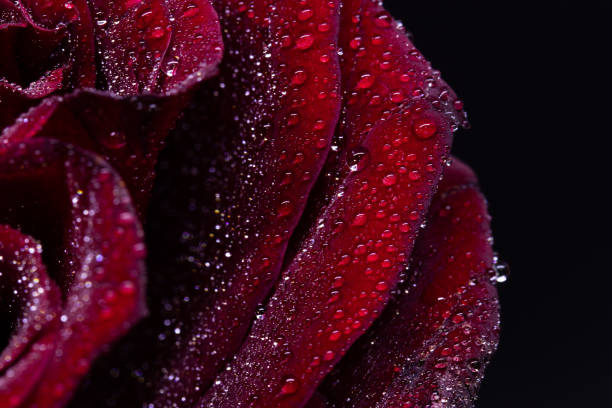 istock Close up of a flower 1313381947