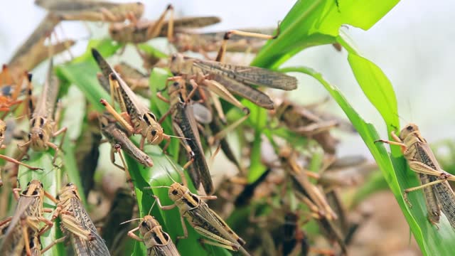 A locust plague occurring in central China. Corn leaves quickly eaten by locusts