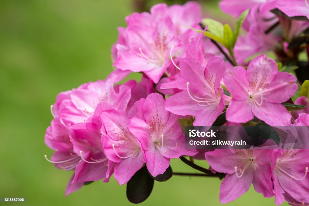 azalea flowers in bloom pink azalea flowers in bloom in spring Rhododendron Stock Photo