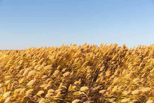 beautiful reed background, golden reed flowers with blue sky