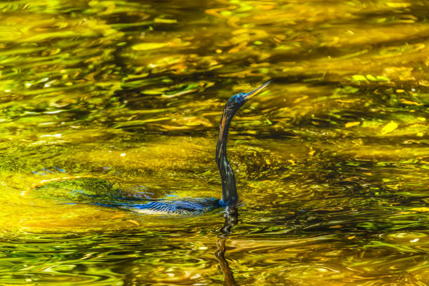 American Anhinga With Long Neck Swimming Darter Snakebird Water bird Florida