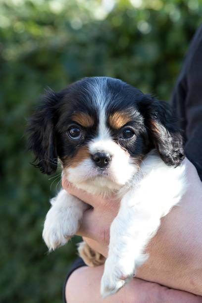 istock The beautiful King Charles Cavalier Spaniel puppy 1313387269