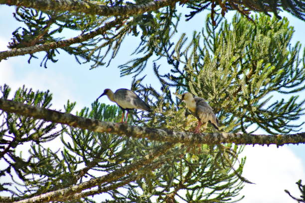 Curucaca bird Curucaca or curicaca pelicaniforme bird, very common here in the region of Campo Alegre, Santa Catarina. screen saver photos stock pictures, royalty-free photos & images