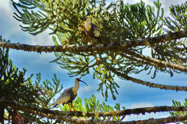 Curucaca bird Curucaca or curicaca pelicaniforme bird, very common here in the region of Campo Alegre, Santa Catarina. screen saver photos stock pictures, royalty-free photos & images