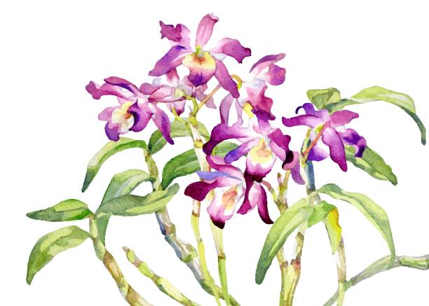 A Vector Bouquet Image of Dendrobium Orchid A Vector Bouquet Image of Dendrobium Orchid dendrobium orchid stock illustrations