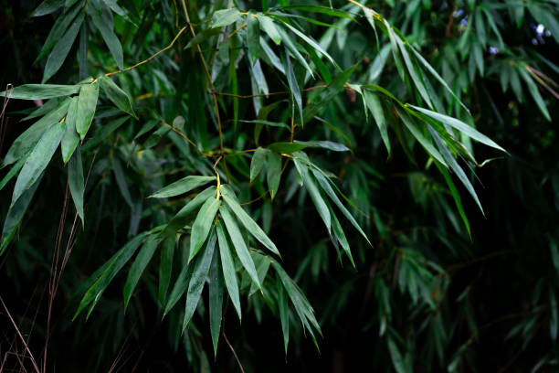 istock Bamboo stalk, Bamboo background in dark tone, Bamboo forest 1313393229
