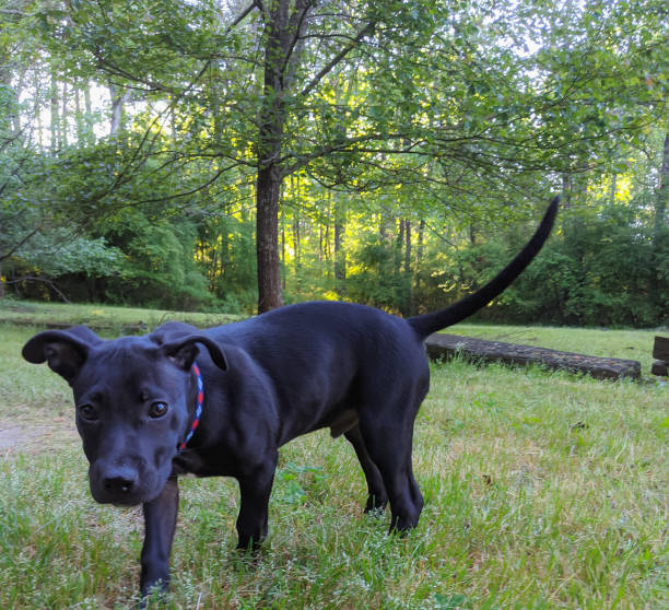 Black Lab Pitbull Mix Puppies
