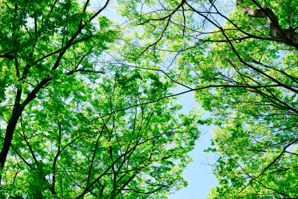 istock Looking up treetops in springtime against clear sky 1313393467