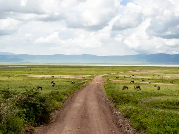 Photo of Ngorongoro Crater, Tanzania, Africa - March 1, 2020: Wildebeests and zebras along road into Ngorongoro Crater