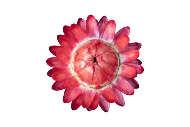 Red strawflower ( Xerochrysum bracteatum flowers ) isolated on white background. Object with clipping path.