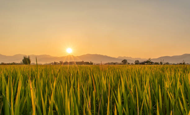 istock Beautiful green rice field and sky background at sunset time. 1313395838