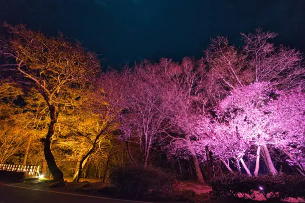Photo of The cherry blossoms at night under the light cast.