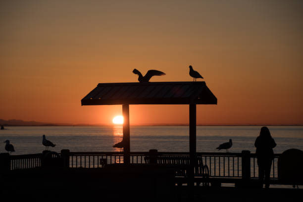 Seagull silhouettes created by glowing sunset at Semiahmoo Bay, Blaine, Whatcom, Washington Seagull silhouettes created by glowing sunset at Semiahmoo Bay, Blaine, Whatcom, Washington blaine washington stock pictures, royalty-free photos & images