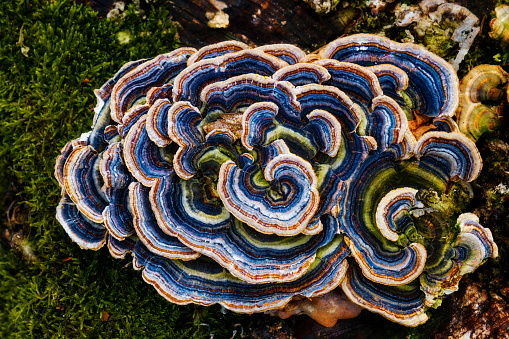 multicolored fungi on a log with moss