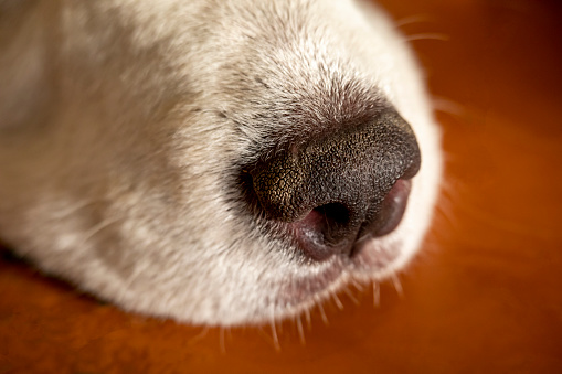 Macro of Dog Snout.