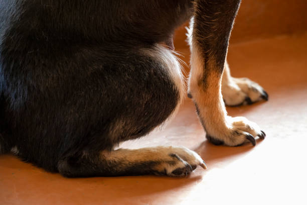 japanese dog photography