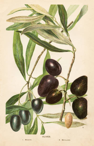 ilustrações, clipart, desenhos animados e ícones de ilustração de azeitonas 1892 - olive tree illustrations
