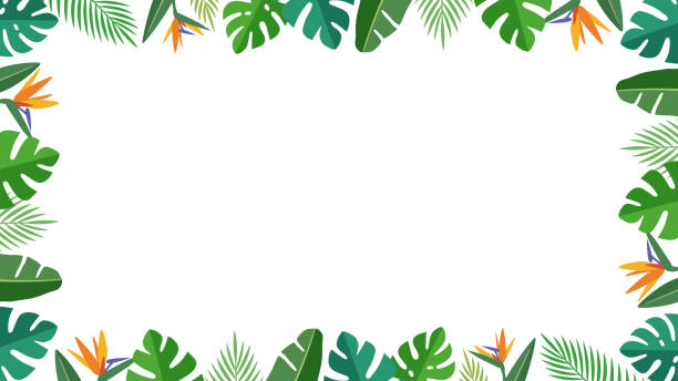 Tropical botanical leaves. surround decoration frame (white background, 16: 9 ratio) Tropical botanical leaves. surround decoration frame (white background, 16: 9 ratio) jungle leaf pattern stock illustrations