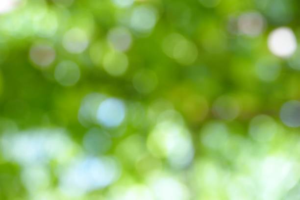 istock Defocus of organic passion fruit growing on mesh ceiling in plantation 1313402914