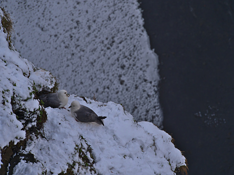 High angle view of two northern fulmar birds (fulmarus glacialis) sitting on snow-covered slope at Skógafoss waterfall in southern Iceland in late winter season. Focus on birds.