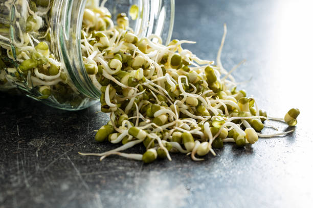 istock Sprouted green mung beans. Mung sprouts. 1313403606